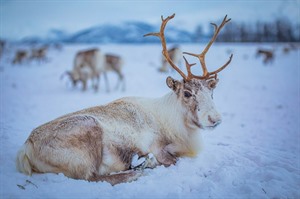 Tromsø  Winter Short Break - Four Nights 5